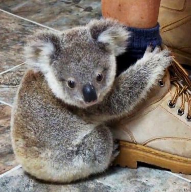 baby-koala-1