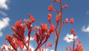 A kenguru mancsáról elnevezett őshonos ausztrál virág